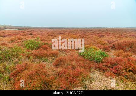 Paesaggio invernale mozzafiato nelle Badlands della Camargue Francia Foto Stock