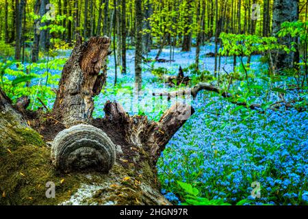 Segni di primavera su Washington Island, Door County Wisconsin. Ogni primavera questa piccola isola al largo della punta della penisola porta attrae turisti. Foto Stock