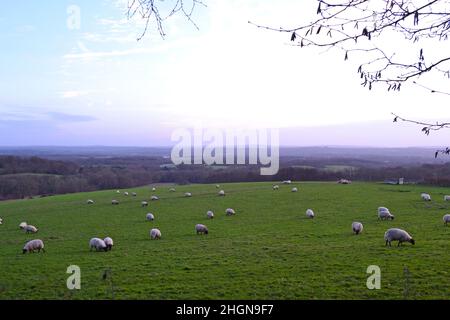 Pecore al pascolo da Scord Wood e Emmetts Garden, Kent, in inverno in chiaro giorno fresco. Vista sulla città a sud Foto Stock