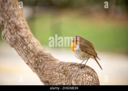 Il pettirosso o melograno Nightingale è una specie di uccello della famiglia dei Psaccini. Erithacus rubecula Foto Stock