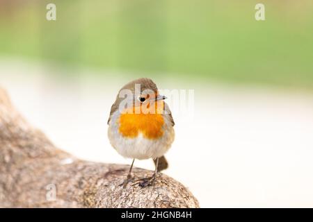 Il pettirosso o melograno Nightingale è una specie di uccello della famiglia dei Psaccini. Erithacus rubecula Foto Stock