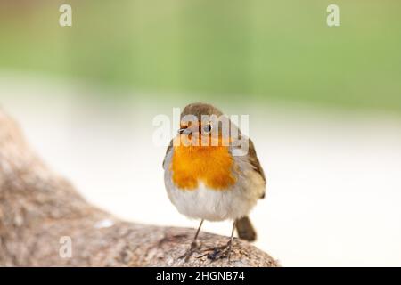 Il pettirosso o melograno Nightingale è una specie di uccello della famiglia dei Psaccini. Erithacus rubecula Foto Stock