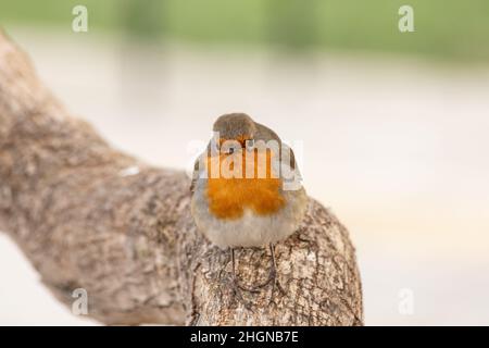 Il pettirosso o melograno Nightingale è una specie di uccello della famiglia dei Psaccini. Erithacus rubecula Foto Stock