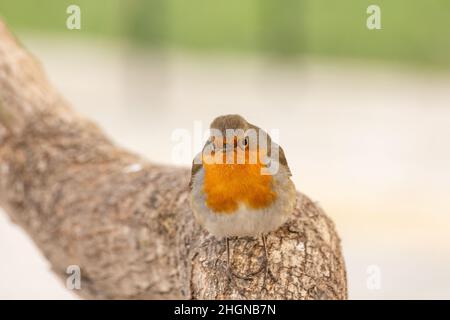 Il pettirosso o melograno Nightingale è una specie di uccello della famiglia dei Psaccini. Erithacus rubecula Foto Stock