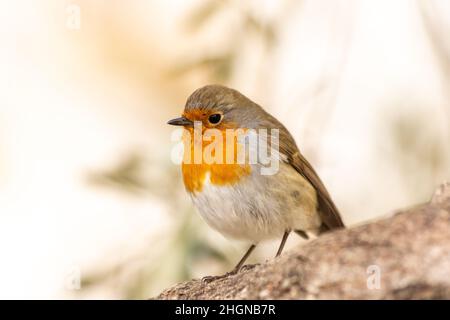 Il pettirosso o melograno Nightingale è una specie di uccello della famiglia dei Psaccini. Erithacus rubecula Foto Stock