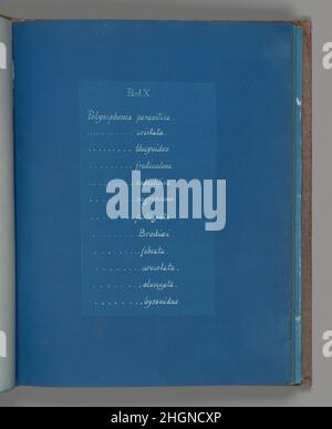 Part X ca. 1853 Anna Atkins British. Part X. Anna Atkins (British, 1799–1871). ca. 1853. Cyanotype. Photographs Stock Photo