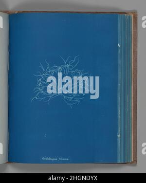 Grateloupia filicina ca. 1853 Anna Atkins inglese. Grateloupia filicina. Anna Atkins (inglese, 1799–1871). CA. 1853. Cianotipo. Fotografie Foto Stock