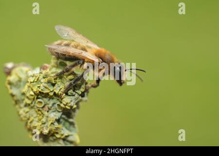 Primo piano su una femmina di estrazione di cioccolato ape, Andrena carantonica, seduto su un ramoscello nel campo Foto Stock