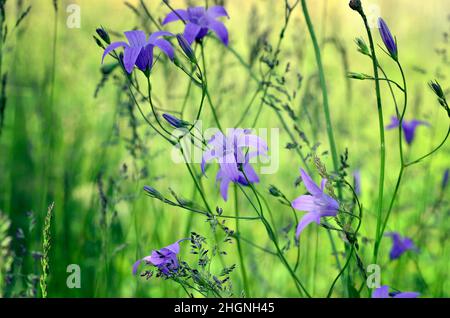 Bella Bluebell fiori selvatici su un prato Foto Stock