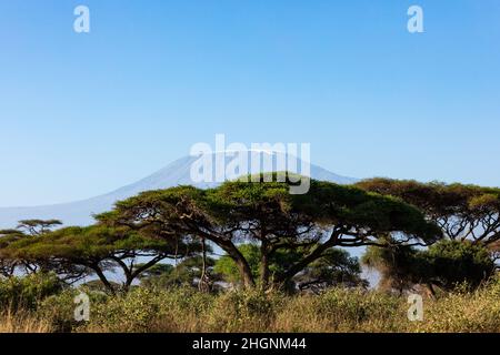 KENYA - 16 AGOSTO 2018: Monte Kilimanjaro nel Parco Nazionale di Amboseli Foto Stock