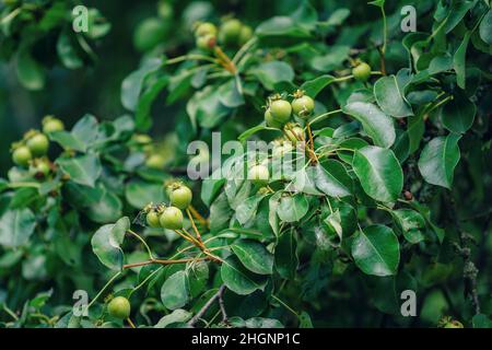 Frutti non maturi di pera selvaggia su rami di albero, foglie verdi e ragnatela che copre frutta Foto Stock