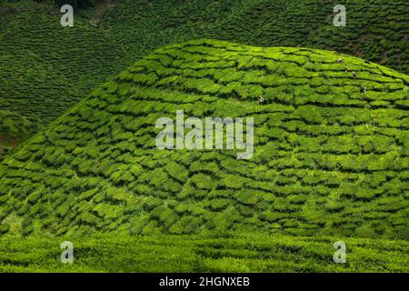 Lavoratori nella piantagione di tè Cameron Highlands Foto Stock