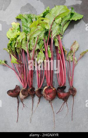 Barbabietola, varietà Rhonda, gnawed da roditori (probabilmente topi). Prodotti da giardino rovinati da roditori. Segni dei denti visibili. Foto Stock