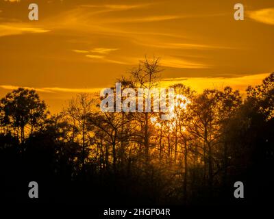 Tramonto all'area del Kirby Shorter Roadside Park della Big Cypress National Preserve in Florida USA Foto Stock