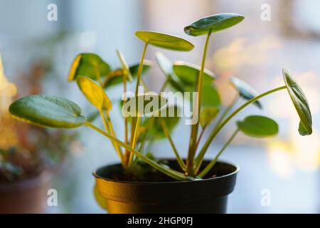 Macro shot di Pilea peperomioides famiglia soldi pianta houseplant. Delicata pianta ornamentale. Foto Stock