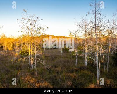 Cypress Trees nell'area di Kirby Shorter Roadside Park della Big Cypress National Preserve in Florida USA Foto Stock