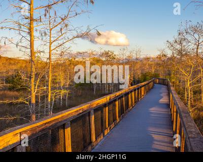 Alle 19:00 sul sentiero Braodwalk presso il Kirby Shoter Roadside Park nella Big Cypress National Preserve nella Florida meridionale degli Stati Uniti Foto Stock