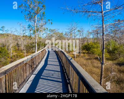 Braodwalk Trail presso il Kirby Shoter Roadside Park nella Big Cypress National Preserve nella Florida meridionale degli Stati Uniti Foto Stock