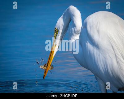 Grande o americano Egret nutrire con un pesce nel suo becco nel Myakka River state Park a Sarasota Florida USA Foto Stock