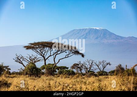 KENYA - 16 AGOSTO 2018: Monte Kilimanjaro dietro l'acacia nel Parco Nazionale di Amboseli Foto Stock