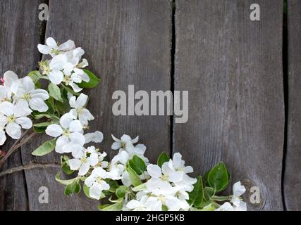 fiori di mela su superficie di legno Foto Stock