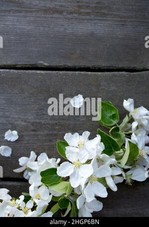 fiori di mela su superficie di legno Foto Stock