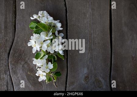 fiori di mela su superficie di legno Foto Stock