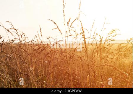 autunno paesaggio naturale di marrone dorato secco appassito pampas erba paglia di grano nella luce di sfondo del cielo bianco contro l'orizzonte di campo. Foto Stock