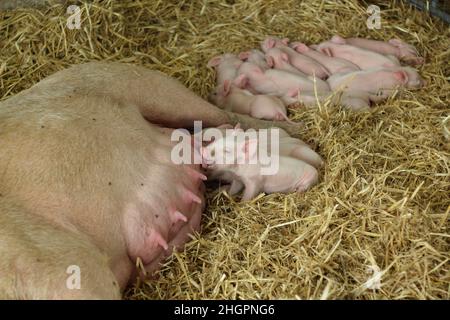 Scrofa e i suoi suinetti. Figliata di suinetti che alimentano dalla loro madre suino in un'azienda agricola del Regno Unito. Foto Stock