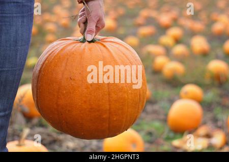 Zucche. Donna che raccoglie la zucca grande Jack o Lantern in una fattoria di zucca britannica prima delle celebrazioni di Halloween in ottobre. REGNO UNITO Foto Stock