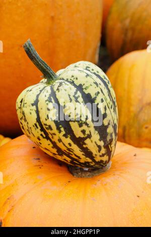 Squash invernale, squash 'Harlequin' a strisce acorno a forma di squash invernale. F1 ibrido. REGNO UNITO Foto Stock