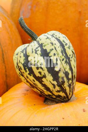 Squash invernale, squash 'Harlequin' a strisce acorno a forma di squash invernale. F1 ibrido. REGNO UNITO Foto Stock