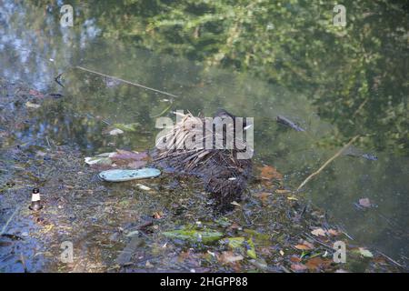 Un moorhen sul canale inquinato di Oxford nel Regno Unito Foto Stock