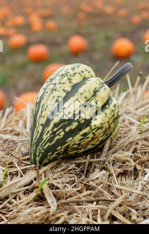 Squash invernale, squash 'Harlequin' a strisce acorno a forma di squash invernale. F1 ibrido. REGNO UNITO Foto Stock