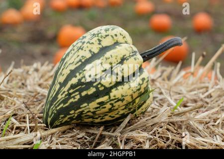 Squash invernale, squash 'Harlequin' a strisce acorno a forma di squash invernale. F1 ibrido. REGNO UNITO Foto Stock