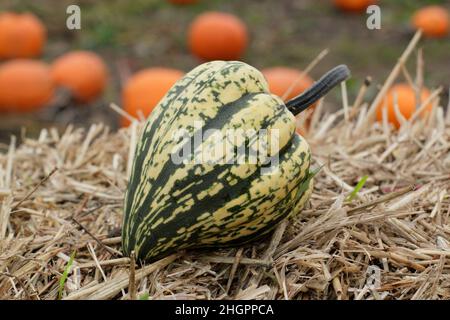 Squash invernale, squash 'Harlequin' a strisce acorno a forma di squash invernale. F1 ibrido. REGNO UNITO Foto Stock