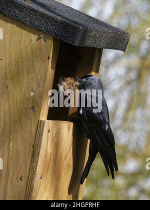 Jackdaw (Corvus monidula) arroccato all'ingresso di una scatola nido con una palla di peli animali nel suo becco per il suo nido, Wiltshire, Regno Unito, marzo. Foto Stock