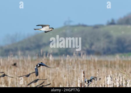 Sparrowhawk (Accipiter nisus) femmina che vola in basso su paludi come caccia per waders e uccelli selvatici, RSPB Graylake Nature Reserve, Somerset, UK, Januar Foto Stock