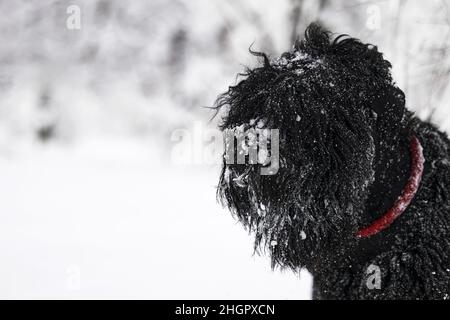 Buon cane nero a capelli lunghi nella neve. Il cane grande è contento della neve. Un cane nero nella neve. Russo nero Terrier a piedi in un parco nevoso. Che cosa Foto Stock