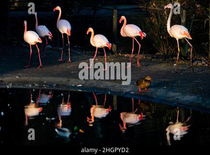 Praga, Repubblica Ceca. 22nd Jan 2022. Un fenicottero maggiore (Fenicottero roseo), raffigurato il 22 gennaio 2022, allo Zoo di Praga, Repubblica Ceca. Credit: Roman Vondrous/CTK Photo/Alamy Live News Foto Stock