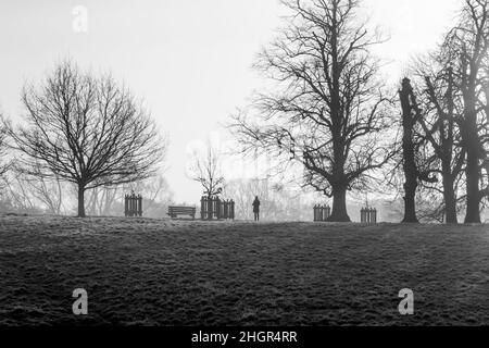 Alberi in inverno grip Foto Stock