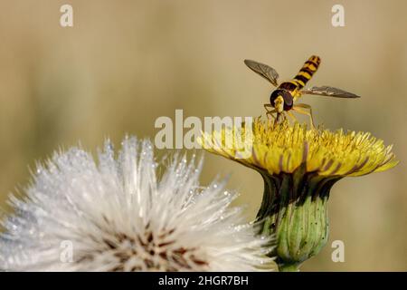 Tono in tono. Un hoverfly siede su un fiore giallo e si nutre del polline e del nettare della pianta. Foto Stock