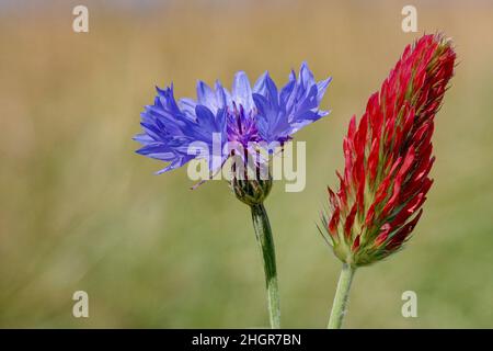 Colori d'estate. Cornflower e trifoglio cremisi su un campo di grano. Entrambi i fiori sono piante di foraggio popolari per api e bumblebees. Foto Stock