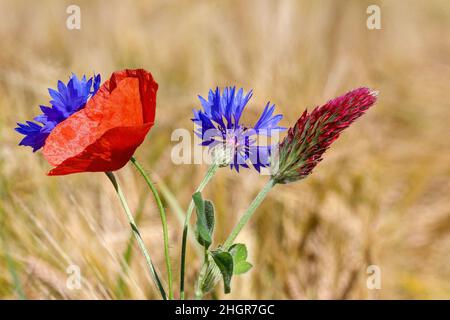 Cornflowers, papaveri, Clover cremisi e campi di grano incandescente - l'estate ci presenta i suoi colori forti. Foto Stock