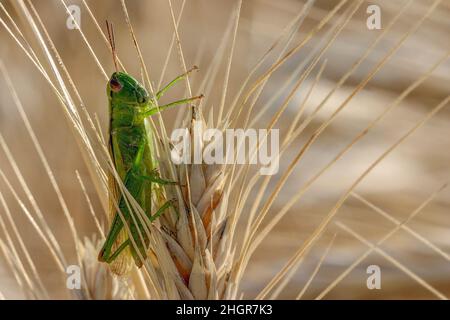 Al mattino presto una cavalletta verde si siede su un orecchio giallo di grano. Foto Stock