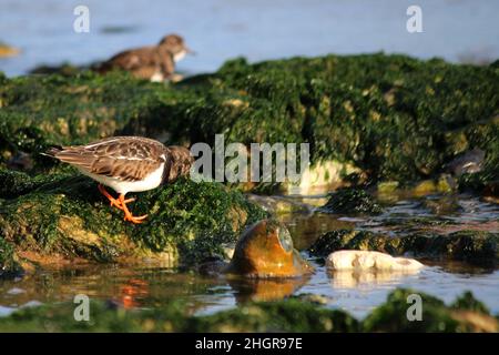 Turnstone si alimenta sulla costa rocciosa con la bassa marea Foto Stock