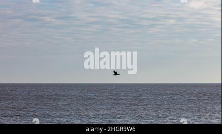 Un Cormorano che vola sul mare a Suffolk Foto Stock