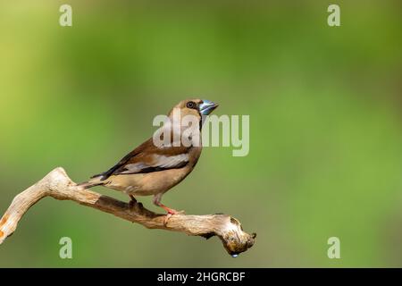 Hawfinch maschio in inverno Foto Stock