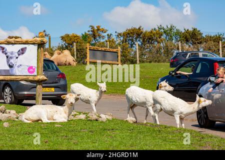 Spring Grove, Apr 23 2016 - primo piano di persone che nutrono cervi bianchi nel bellissimo West Midland Safari Park Foto Stock