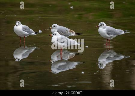 Gruppo di Terni in piedi sulla superficie del lago ghiacciato con riflessi speculari Foto Stock